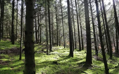 Le GFI CoeurForest : Une dynamique en plein essor au second semestre 2024