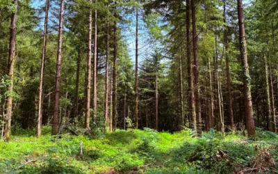 CœurForest renforce son patrimoine forestier en Bretagne