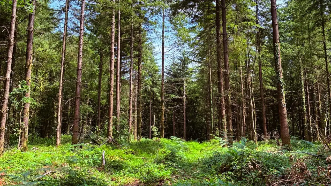 nouvelle-foret-gfi-coeurforest-bretagne