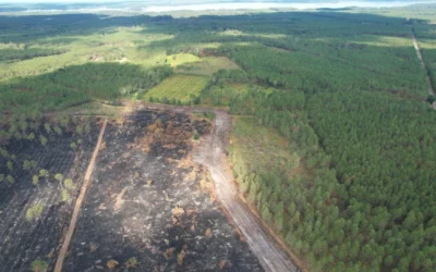 Forêts et risque incendie : comment les GFI anticipent-ils et gèrent-ils les conséquences d’un sinistre ?